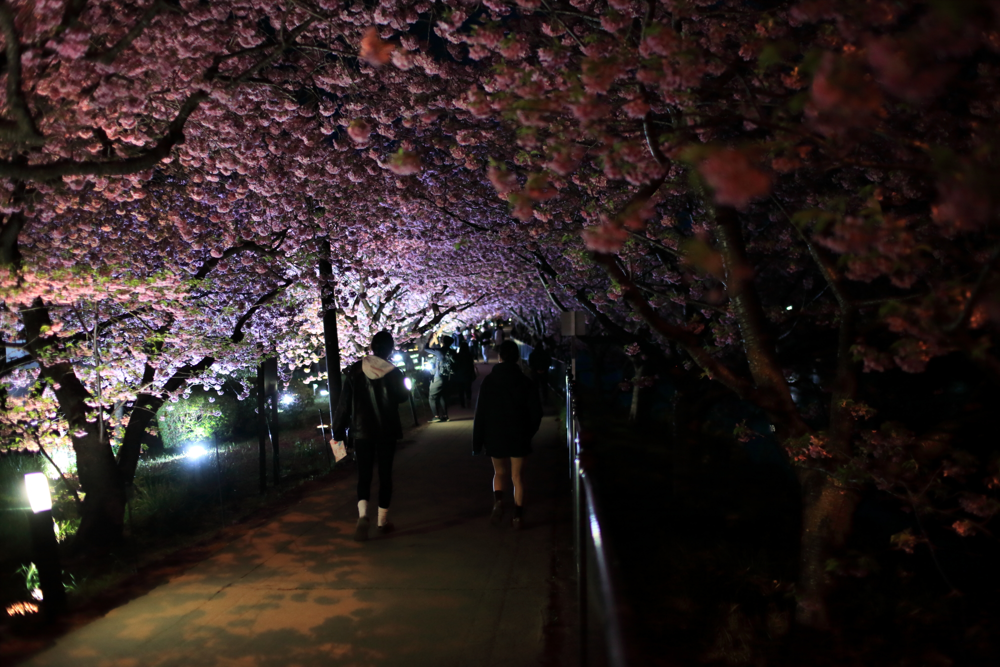 夜桜－河津町 | うさぎの森